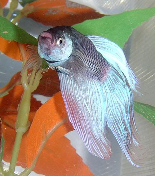 fish--kittens001.jpg