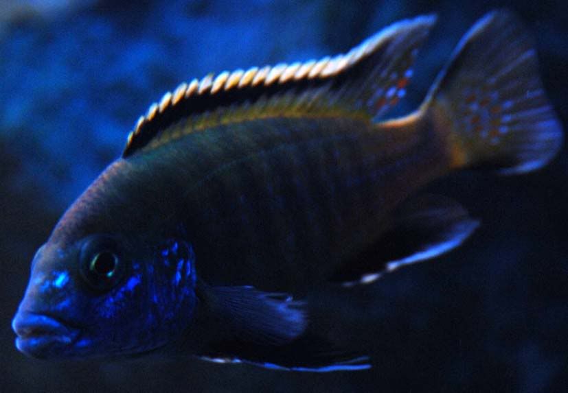 Unknownfish.jpg