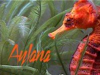 aylanaseahorse.jpg