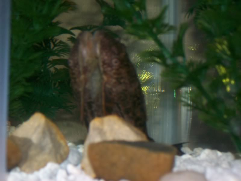 pleco2.jpg
