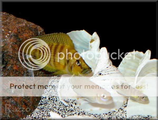 Comps1-4-10024E-1.jpg