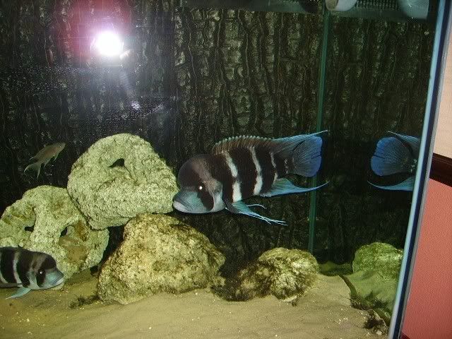 frontosa002.jpg