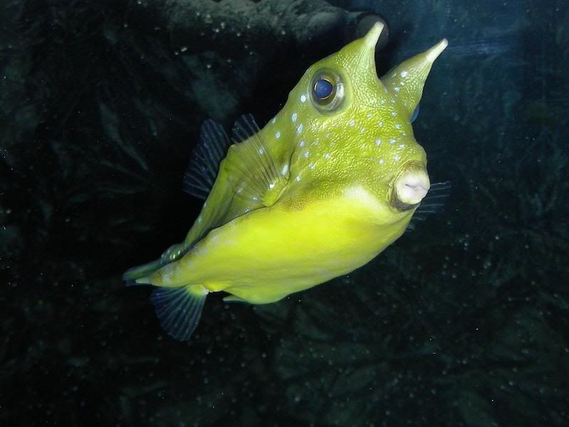 cowfish6.jpg