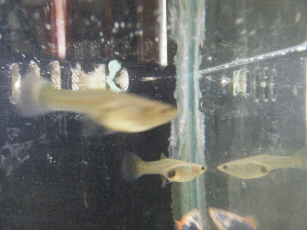 DSCF0114.jpg