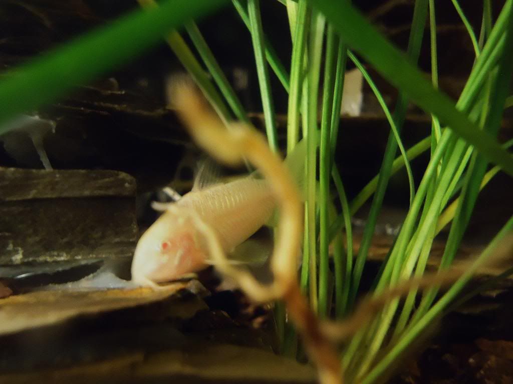 FishPics002_zps7d61ee84.jpg