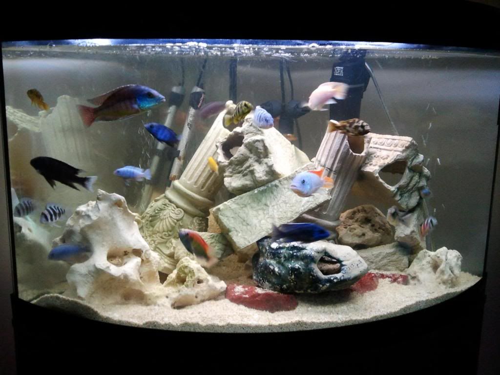 fish1.jpg