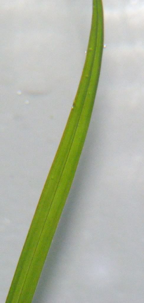 DSCF0006-4.jpg