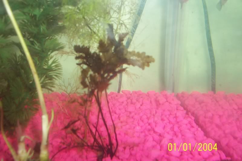 100_1204.jpg