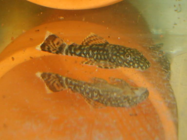 S5005308.jpg