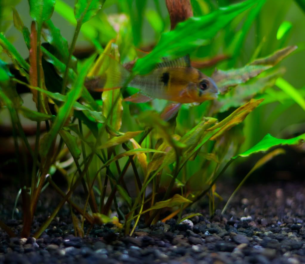 Fish-11.jpg
