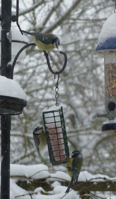 Birds011302_zps4c698dce.jpg