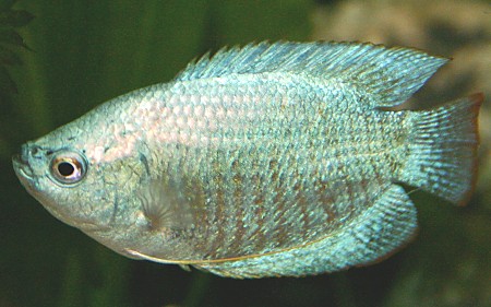 CobaltBlue_DwarfGourami1.jpg