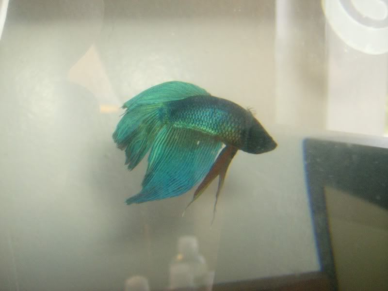 zander001.jpg