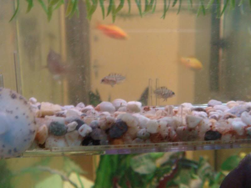 fish002-4.jpg