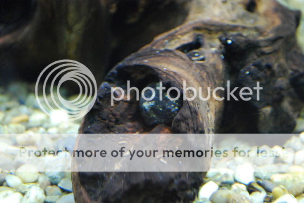 bogwood_pleco.jpg