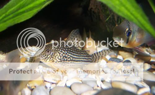 040307sterbairam.jpg