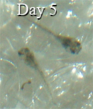 Trilineatus_day5.png