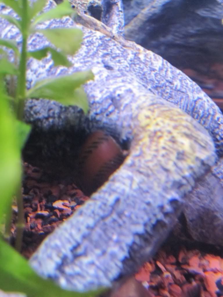 Tracked_Nerite_Snail.jpg