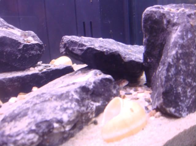 shelliebiotope013.jpg