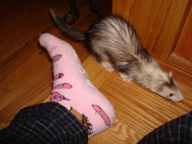 ferrets015.jpg