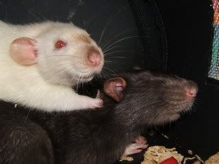 DSCF2852.jpg