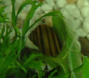 applesnail2.jpg
