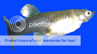 guppy.jpg