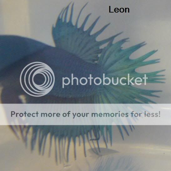leon3.jpg