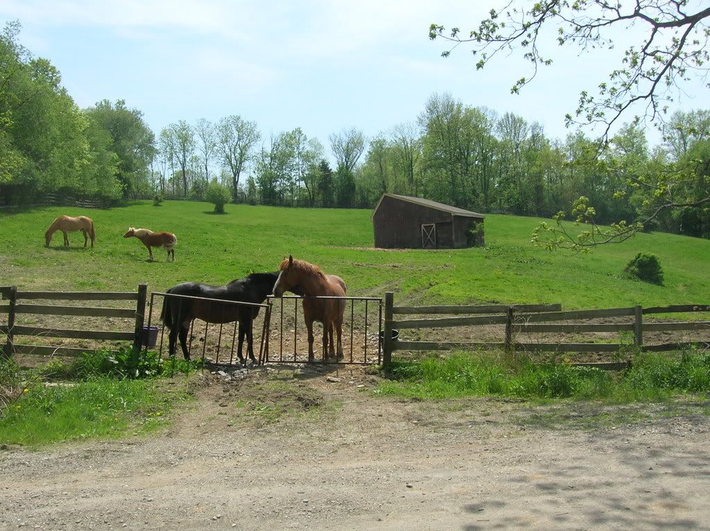 horses12035.jpg