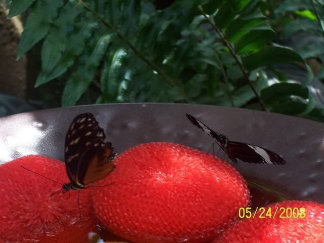 100_3239.jpg