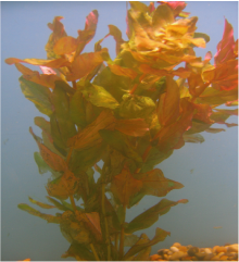 REDBACOPA_2.png
