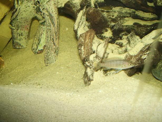 fish11.jpg