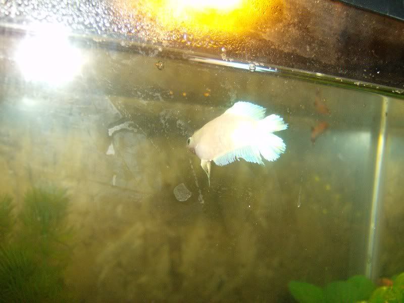 NewFish002.jpg