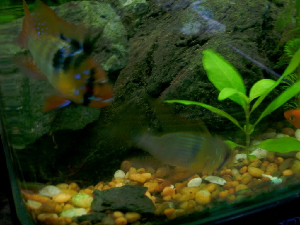 BLUERAMMALEORFEMALE2222015-1.jpg