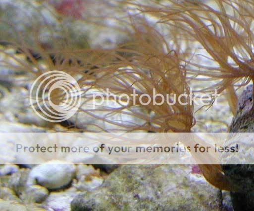 Aiptasia_sp2.jpg