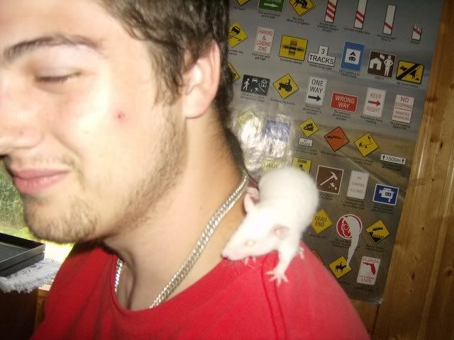 Rats032.jpg