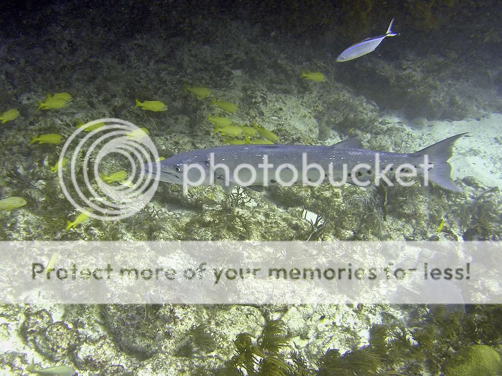 bigbarracuda0107.jpg