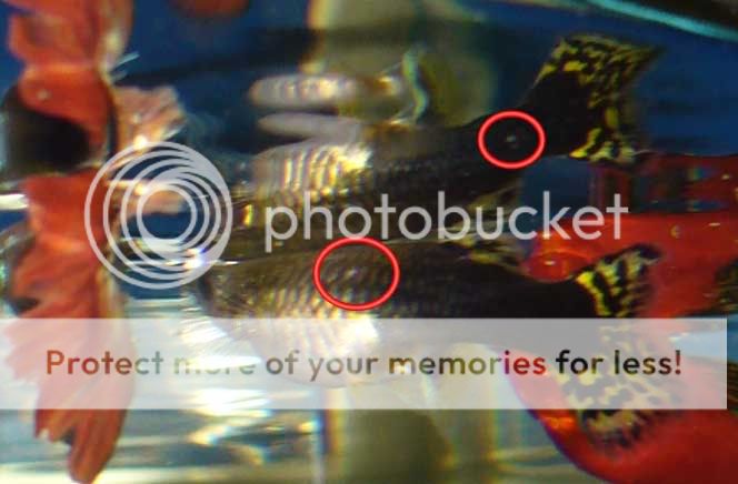 fishwhitespot2.jpg