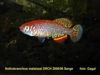 fwkillifishe1245254919.jpg