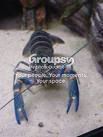 crab.jpg