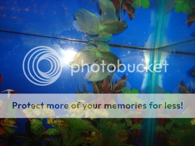 bettas015-1.jpg