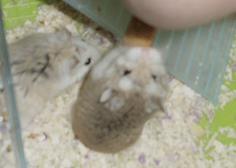 hammi.jpg