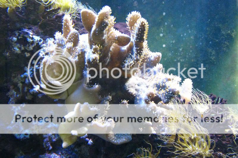 ReefTankCoral1.jpg