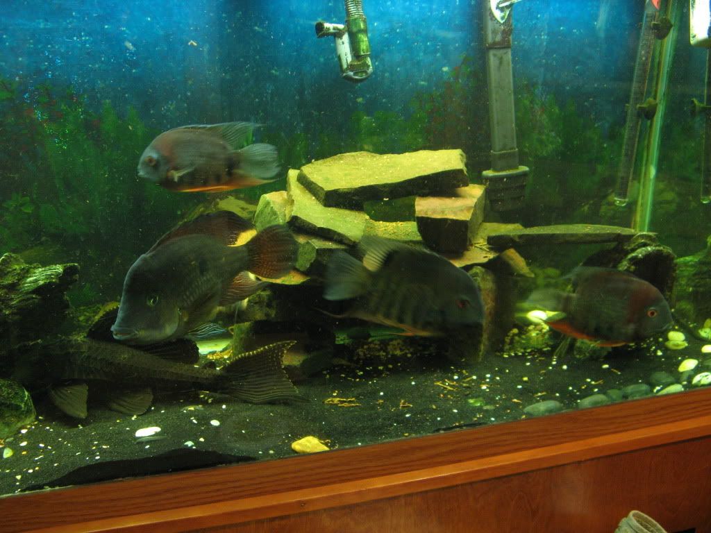fish92009012.jpg