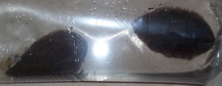 d098c52e.jpg