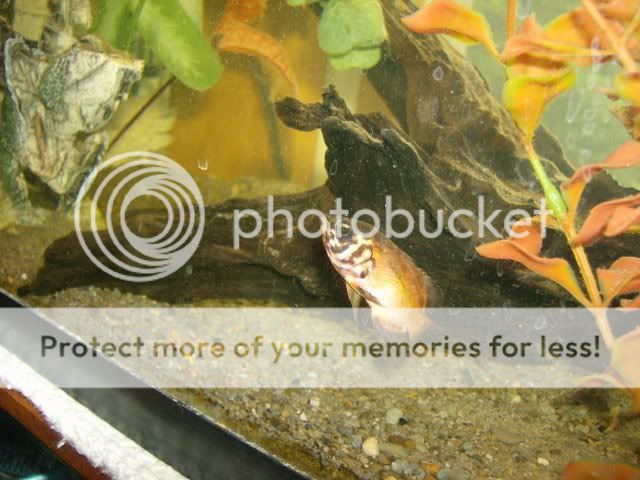 Fishies005.jpg