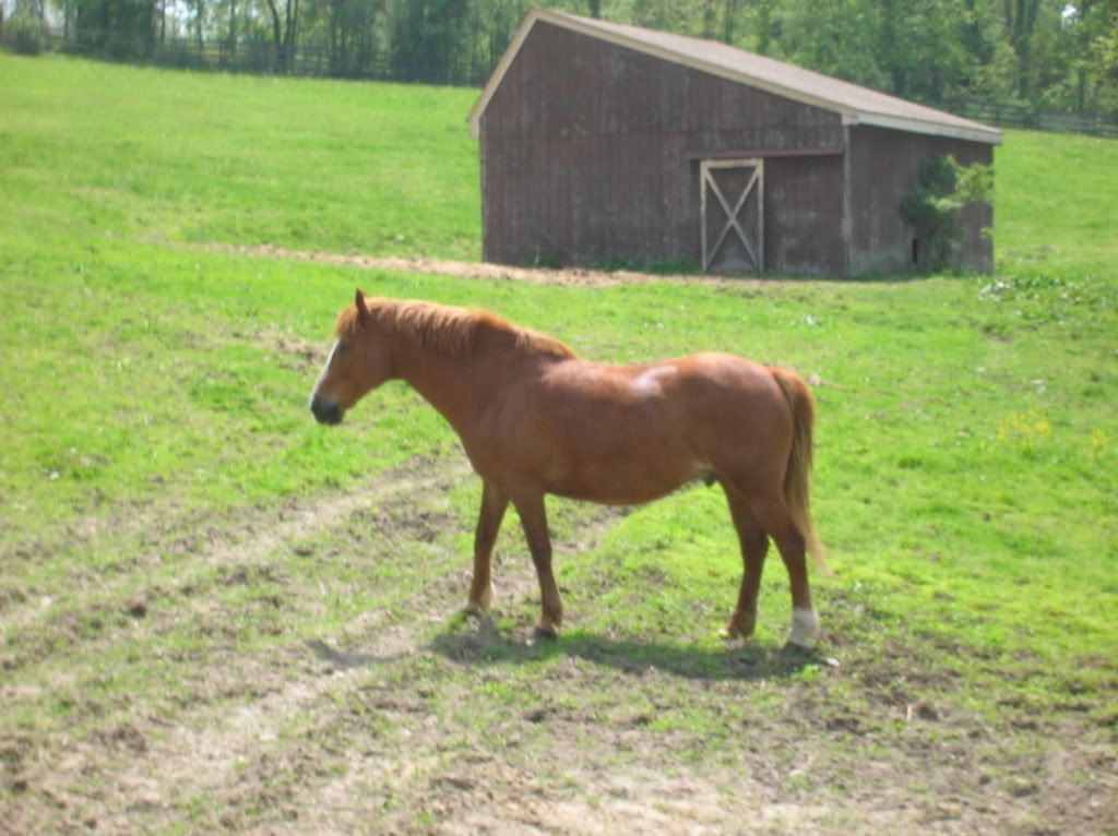horses12022.jpg