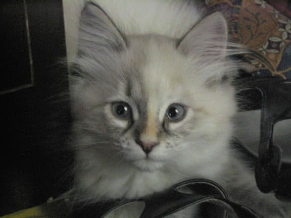 BeautifulChloe.jpg
