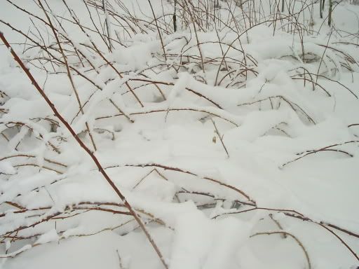 3-13-06WinterStorm016.jpg