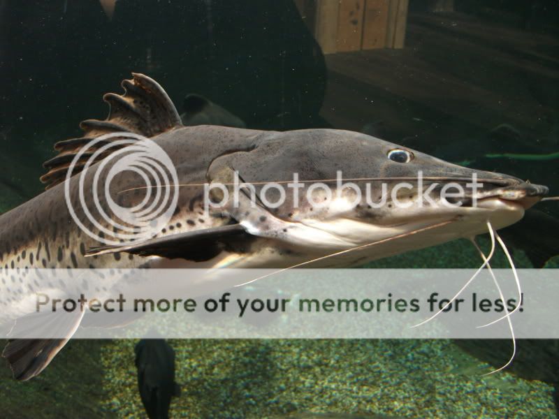 bluereef171.jpg